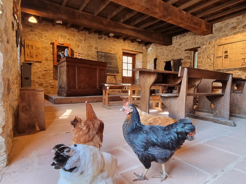 Les Poules mascottes des Forges de Pyrène