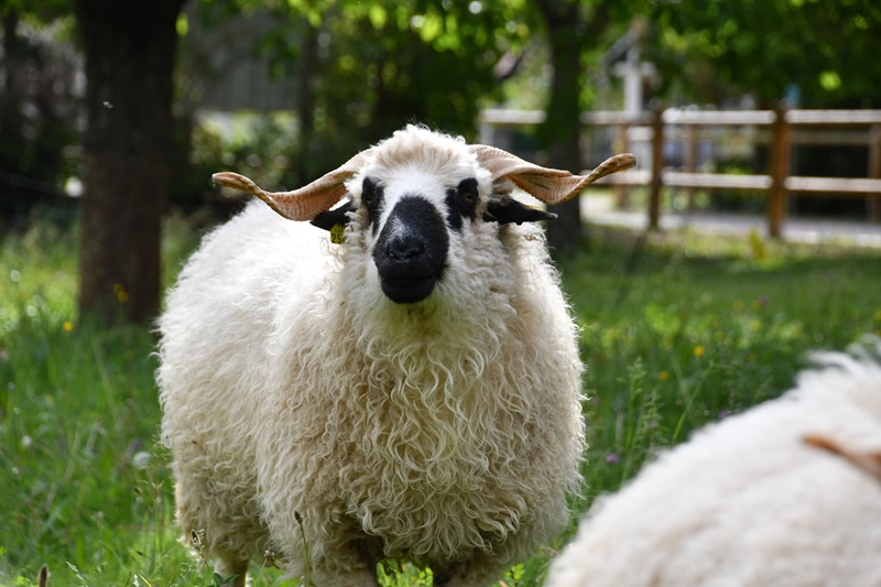 Mascottes moutons des Forges de Pyrène