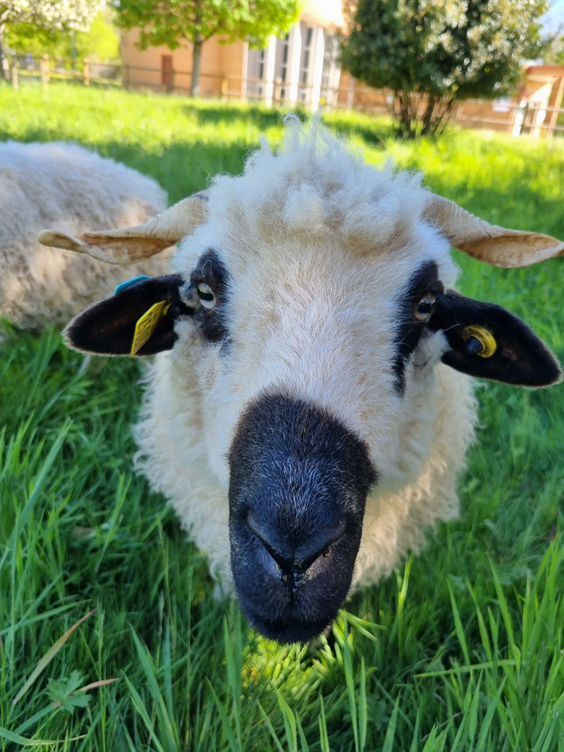 Les moutons mascottes du site Forges de Pyrène