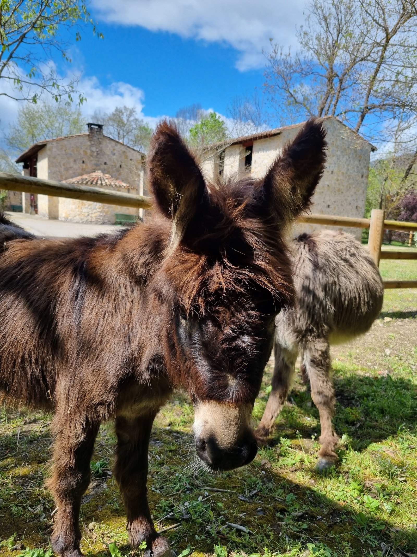 Les Ânes mascotte du site Forges de Pyrène