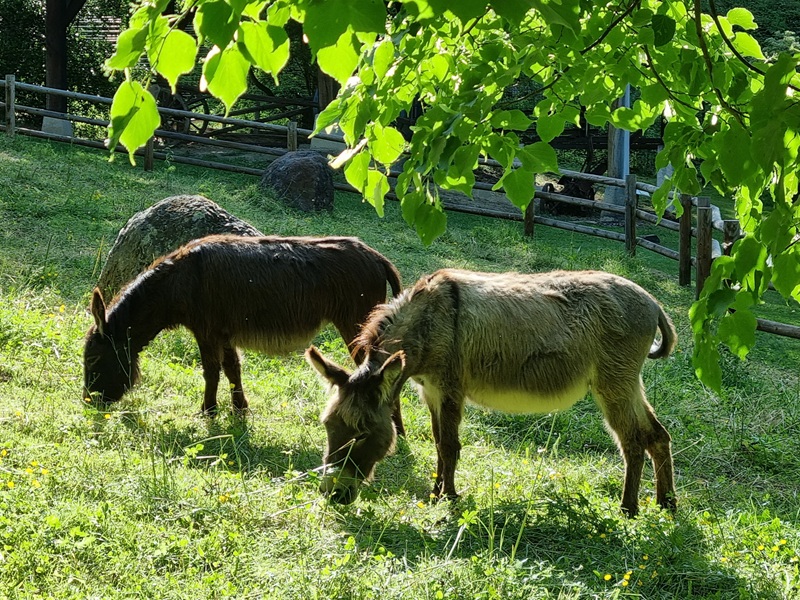 Les ânes au Forges de Pyrène