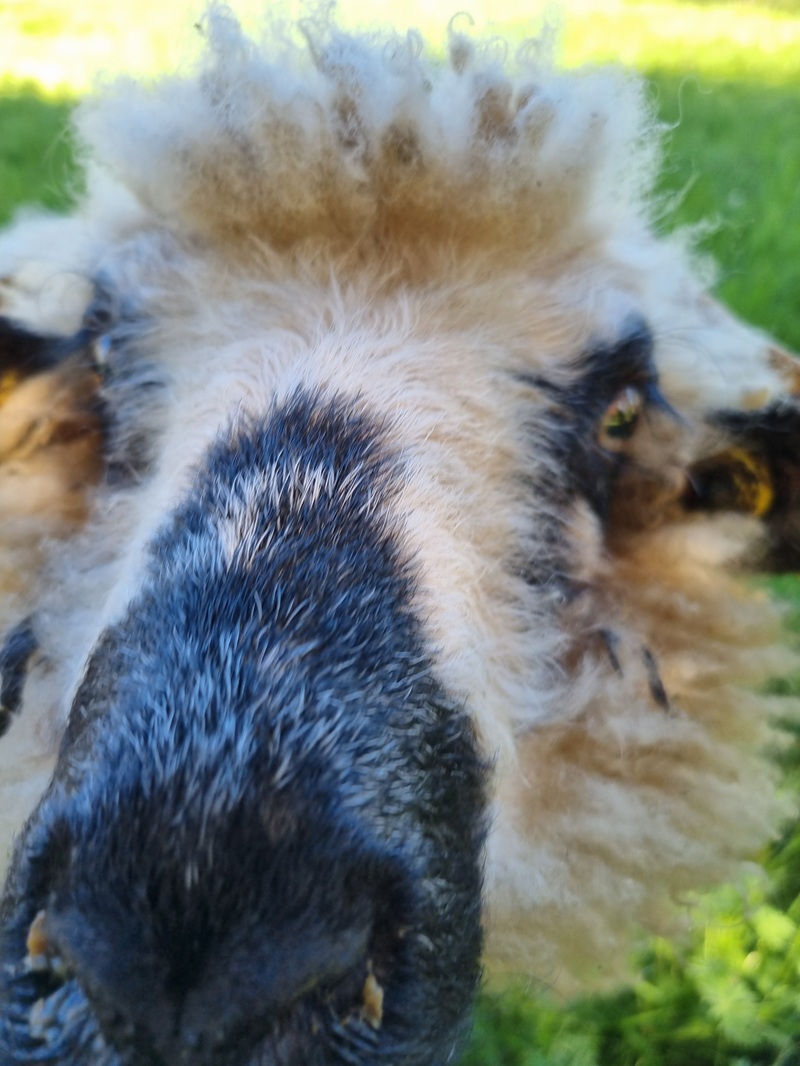 Les Moutons au Forges de  Pyrène 